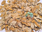 Organic Oak Leaf Litter Isopods Reptile Terrarium Bedding Heat Treated Leaves