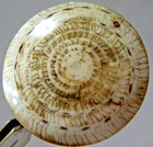 Antique Button Demo  Sundial Shell Or Staircase Shell Metal Shank 2 1 8  Diam