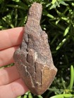 Natural Beautiful 3 22    Megalodon Tooth Fossil Shark Teeth
