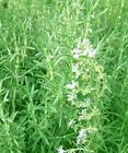 50 rosemary Seeds Evergreen Shrub Culinary Perennial Garden Container Herb Usa