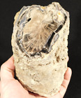 Big  Highly Agatized Blue Forest Polished Petrified Wood Fossil Wyoming  1661gr