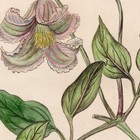 Curtis Botanical Magazine 1833 Vintage Flower Print 6 Curled-flowered Clematis