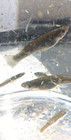 Mosquitofish  gambusia  - Minimum Order Is 12 Fish 