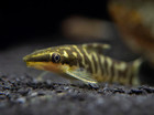 Rare Fish - Zebra Otocinclus Catfish  otocinclus Cocama  -free Shipping Included