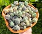 1 4 Lb 15-20 Small Green Turbo Shells Wholesale Bulk Lot Coastal Craft Seashells