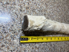 Petrified Wood Limb- 23 Inch Long   Apple Tree From Oregon
