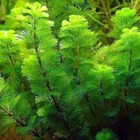 Buy 2 Get 1 Free    Cabomba Green-freshwater Aquatic Live Plants  Super Price  