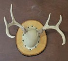 Ozark Mountain Taxidermy Antler Kit