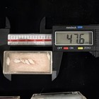 Florida Seashell Collection Tiny Shells See Pics For Data  a177 