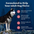 Blue Buffalo Wilderness Adult High-protein Dry Dog Food Salmon Recipe  13-lb Bag