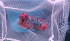 Live Flowerhorn Fish Male Super Red  Big Kok Head Size 4  B3