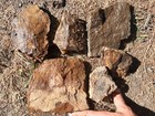 7lbs Tahoma Agate Jasper Lapidary Rough Washington State