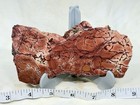 Dead Camel Jasper Slab  Lot 379