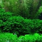 2x2 Inch Portion Of Mixed Moss  Fissiden  Coral  Subwassertang  Live Plants 