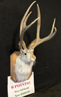 6  Pt  Jackalope Real Antlers   Rabbit Home Decor Gifts Taxidermy Oddity
