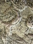 1835 Go-pj Mexico 8 Reales - Reverse Die Clash  Libertad Star   Overdate   Rare 