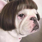 Pet Wig Accessories Brown Short Hair Funny Cat And Dog Wig Hair Accessories