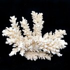 Vtg 11  Genuine Natural Ocean Sea Branch Finger Coral Aquarium Fish Tank Display