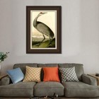 Framed Canvas Art Giclee Print Hooping Cranen By John James Audubon 30 x40 