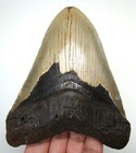 Megalodon Shark Tooth - Real Fossil 4 50 - Shark Teeth Meg - No Restorations