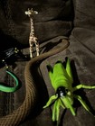 Boy Starter Pack  Snakes  Bugs  Lizards  Frog  Spider  Yoshi  Seals