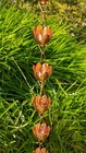 Stanwood Rain Chain Lotus Lily Flower Copper Rain Chain  8-feet