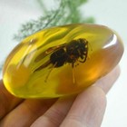 Beautiful Amber Bee Fossil Insects Manual Polishing