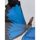 Real Blue Butterfly Papilio Mounted In Very Nice Acrylic Case