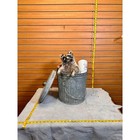 Fh226- Raccoon Trash Panda Taxidermy Mount