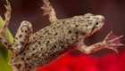 African Dwarf Frog Live Freshwater Amphibian Sex Selected On Demand 