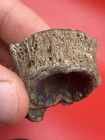 Shark And Fish Vertebrae Fossils Venice Florida Dive Finds