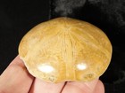 Polished 150 Million Year Old  Sand Dollar Fossil Madagascar 100gr