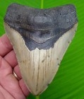 4 72      Megalodon Shark Tooth Real Fossil Sharks Teeth -  No Restoration