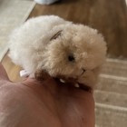 New White Guinea Pig Fluffy Fair Trade Alpaca Wool Peru 5  Long