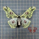 Moth Specimen Saturnia Sinanna  1pc Wings Spread A1 High Quality