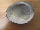 Vintage Beach Find Shell - Black Abalone  haliotis Cracherodii  - Rare Xv