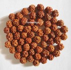 6 Mukhi Rudraksha 15 Mm Bead Size Nepal Origin 100 Piece Best Quality Blessed