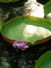 Large  Victoria Amazonica giant Water Lily lotus  25 Seeds  
