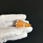 Conus Litoglyphus lithograph pebble-carved Cone 41 2mm Seashell From Philippines
