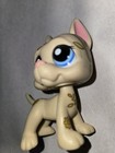 Littlest Pet Shop No   Lps Authentic Beige Great Dane Blue Eyes Deco Pet