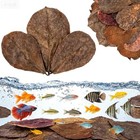 Leonbach 100 Pcs Indian Almond Leaves For Aquariums  5-8 Inches