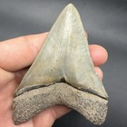 Megalodon Shark Tooth Real 3 49    Swfl No Repair Or Restorations