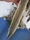 Rattlesnake Skin Prairie Rattle Snake Hide Dry Not Tanned Wrap 39 In r3