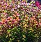 3 Stems Rotala Pearl  Live Aquarium Plants Beautiful    Free S h Rare  