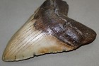 Megalodon Fossil Giant Sharks Teeth Ocean No Repair 5 86  Huge Beautiful Tooth