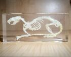 Rat Skeleton In Resin  Real Rat Skull  Lucite  Oddities  Rattus Norvegicus