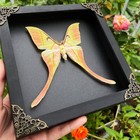 7 2   Real Framed Moon Moth Taxidermy Preserved Insect Shadow Box Decor