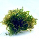 Java Moss Carpeting Aquatic Plant Buy2get1 Free Fish Tank Aquarium Plants