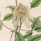 Curtis Botanical Magazine 1833 Vintage Flower Print 10 Siberian Atragene