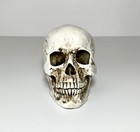 Skull Gothic Halloween Decoration Centerpiece Eerie Bone Color Table Decoration